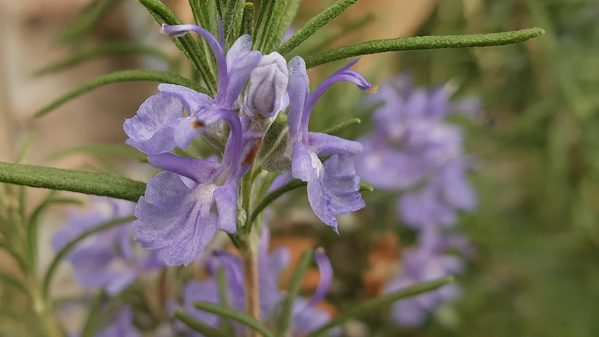 rosemary-1