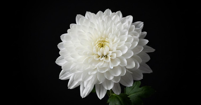 引用:記事の内容と関連しAIツールで作成されたイメージ