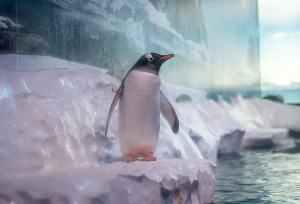 引用:ニューシス