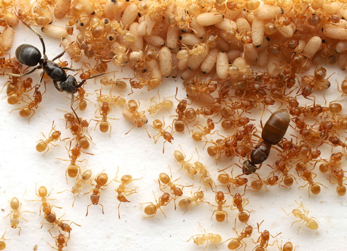 引用:九州大学髙須賀圭三教授チーム/Current Biology