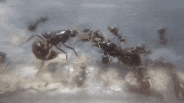 引用:九州大学髙須賀圭三教授チーム/Current Biology