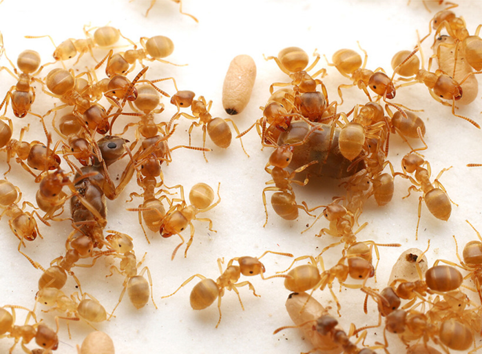 引用:九州大学髙須賀圭三教授チーム/Current Biology