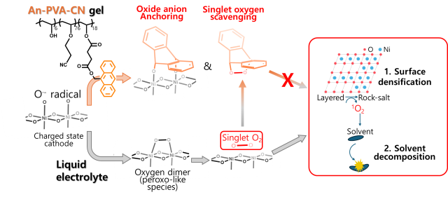 안트라센 기반 젤 전해질의 작용 원리. 연구그림=UNIST