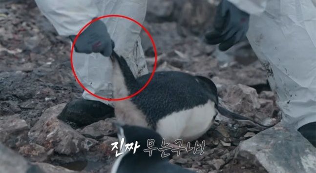 引用：MBC番組『南極のシェフ』