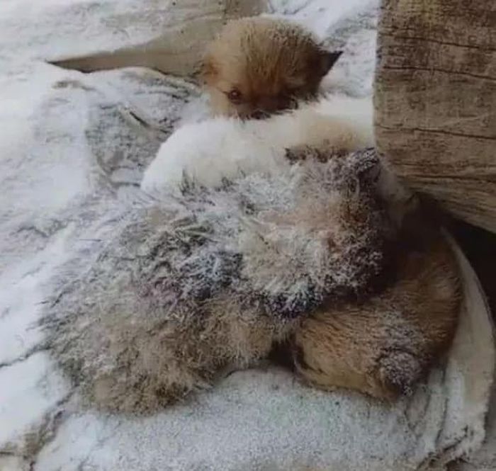  引用：アニマルプラネット