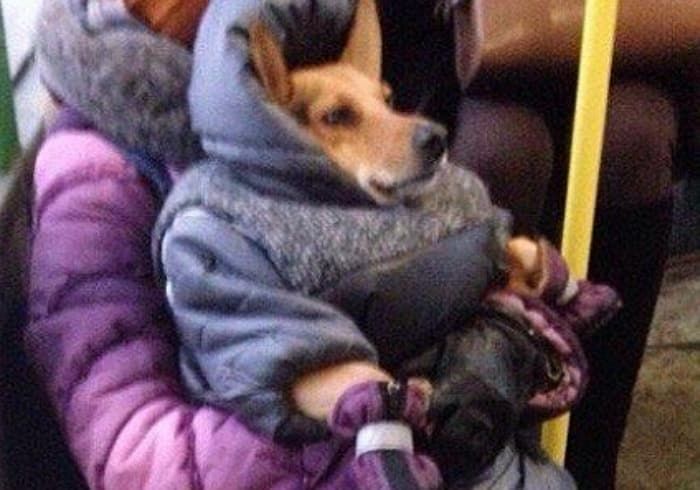  引用：アニマルプラネット