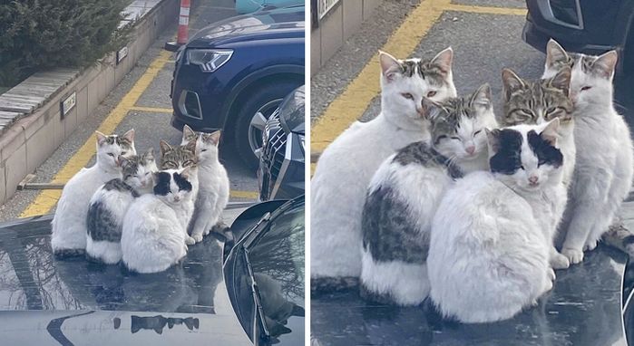  引用：オンラインコミュニティ