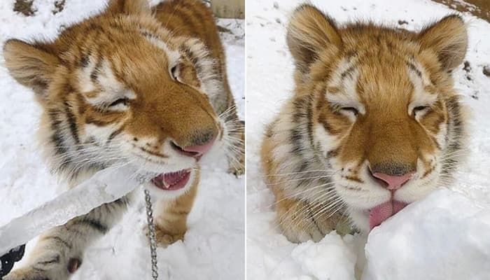 引用：阿波羅網