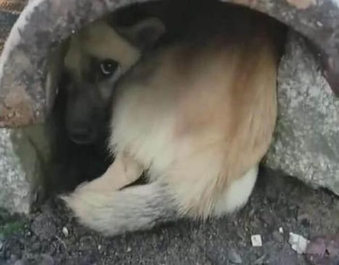 引用：ウェイボー