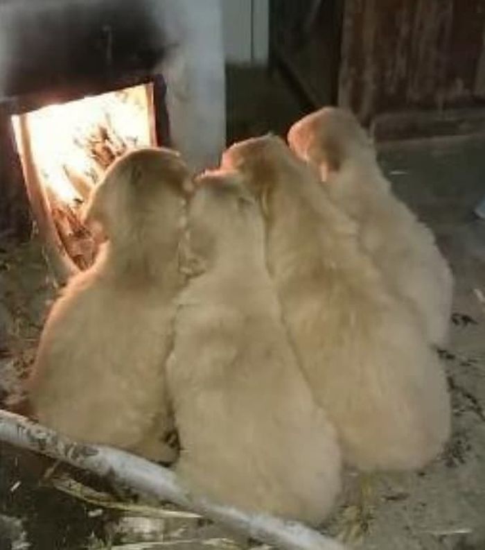 애니멀플래닛