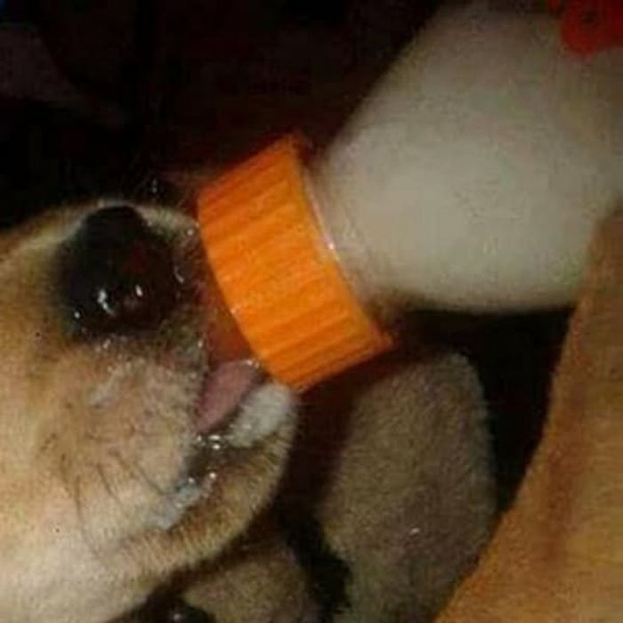 애니멀플래닛
