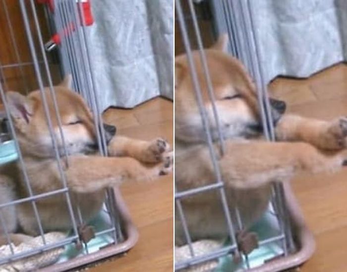 애니멀플래닛