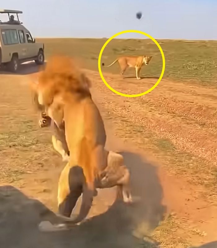애니멀플래닛