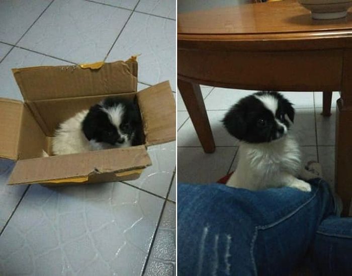 애니멀플래닛