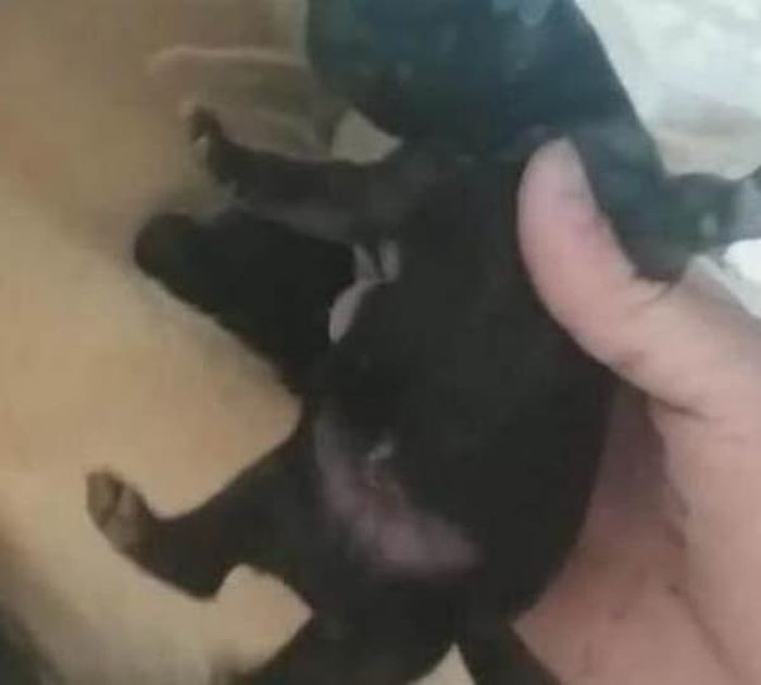 引用：ウェイボー