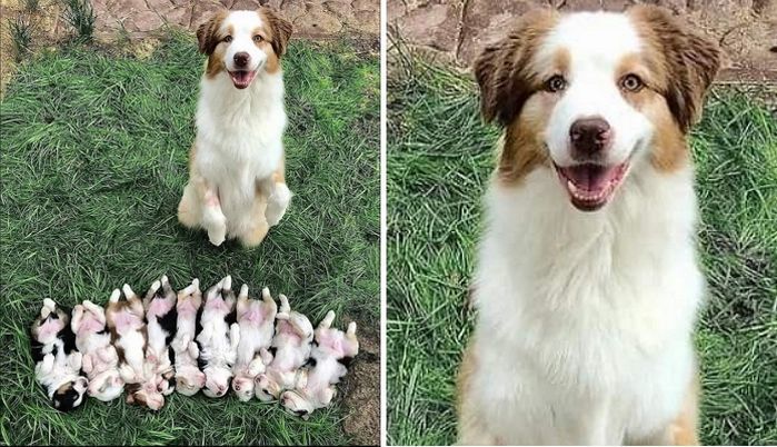  引用：アニマルプラネット