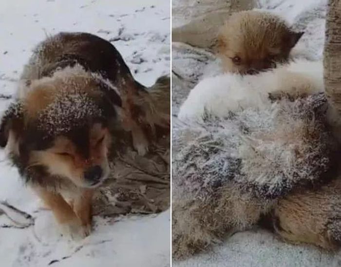  引用：アニマルプラネット