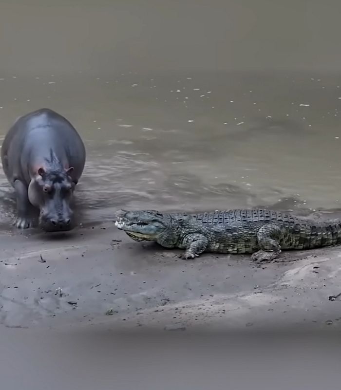 애니멀플래닛