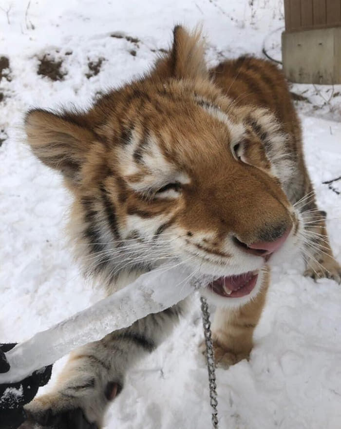 引用：阿波羅網