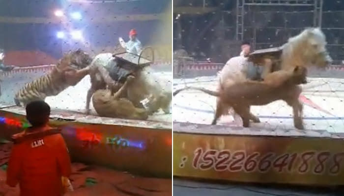 引用：YouTube@New York Post