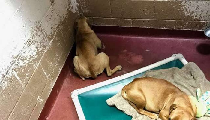 引用：Facebook@Laurel-Ann Dooley