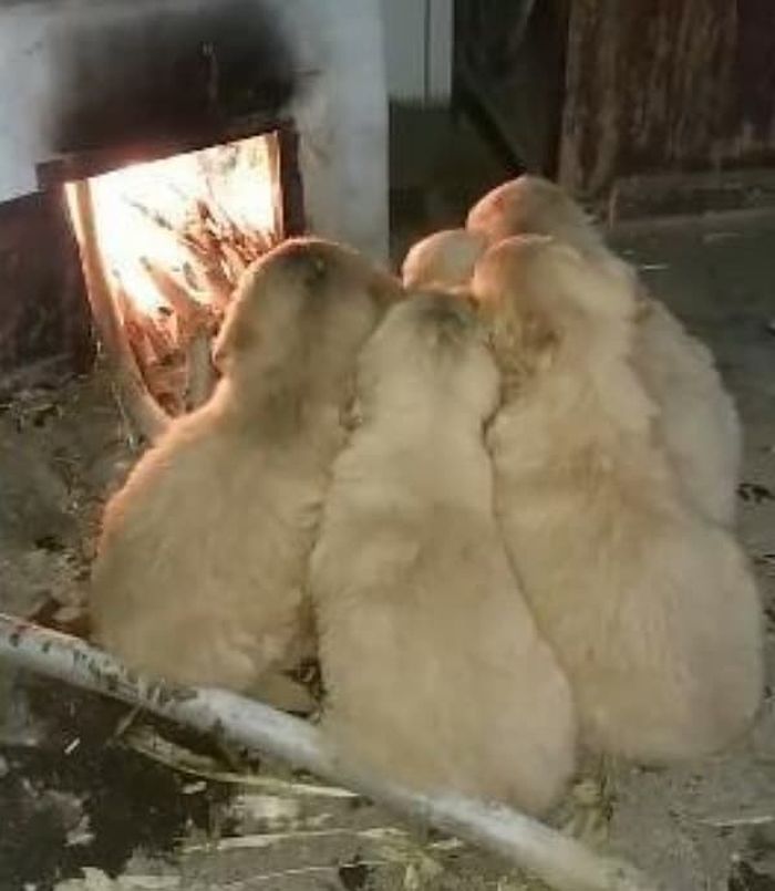 애니멀플래닛