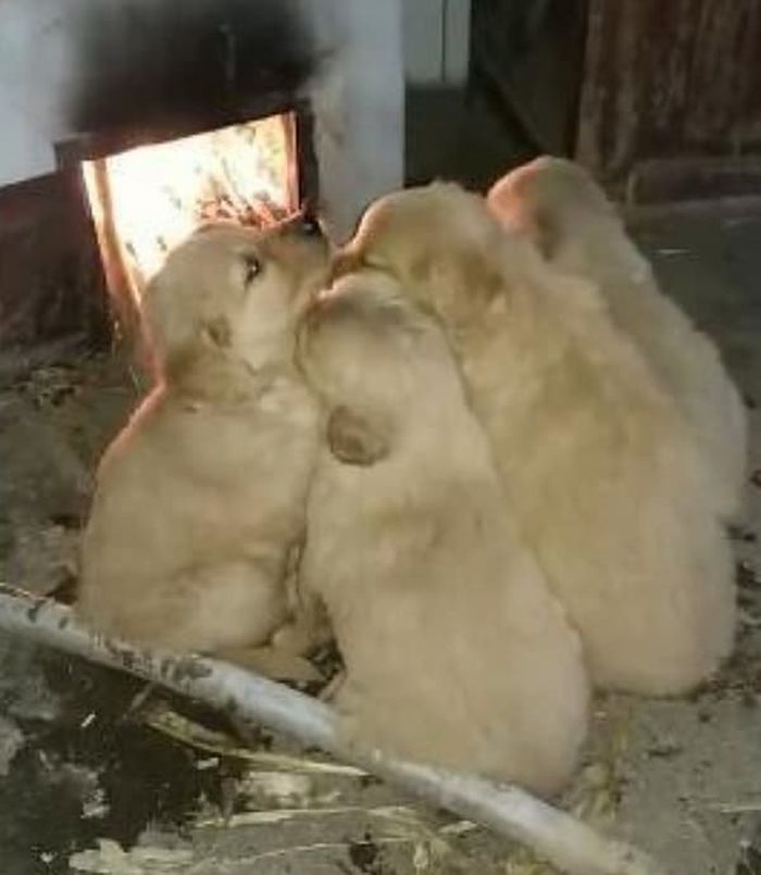 애니멀플래닛