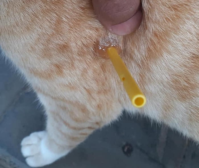 애니멀플래닛