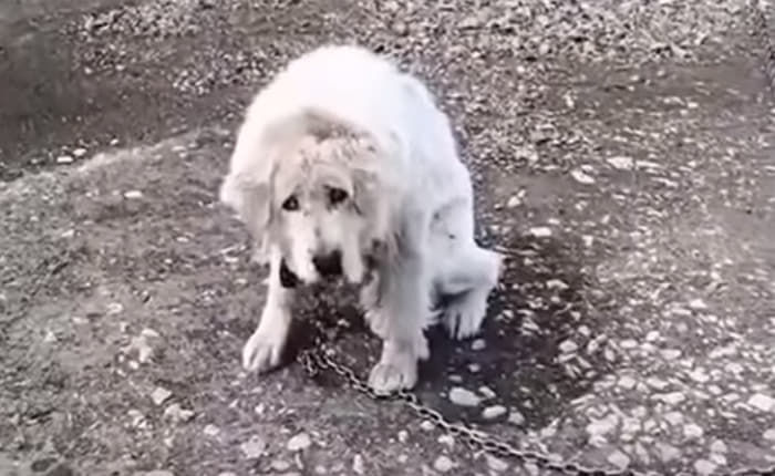 引用：アニマルプラネット