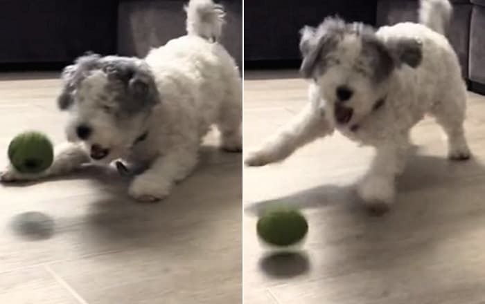 引用:引用:TikTok「@zpoopee」