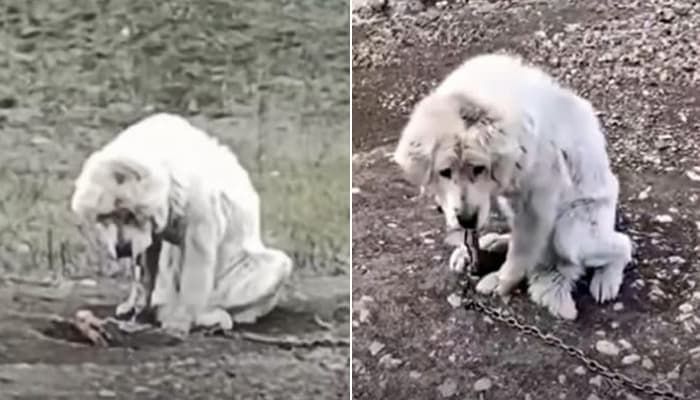 引用：アニマルプラネット