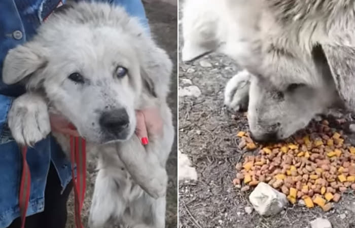 引用：アニマルプラネット