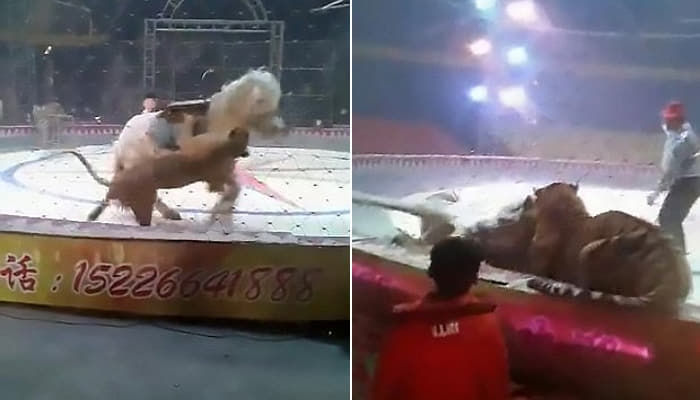 引用：YouTube@New York Post