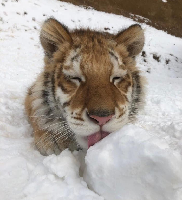 引用：阿波羅網