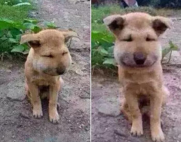 애니멀플래닛