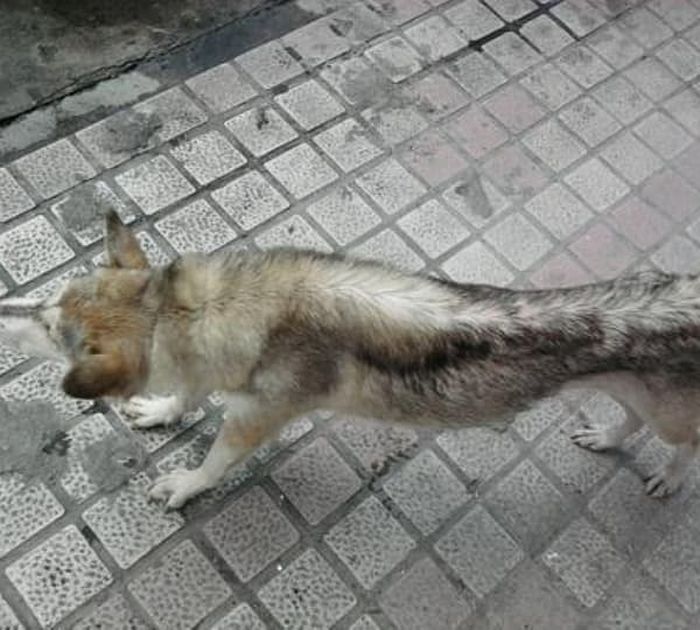 애니멀플래닛