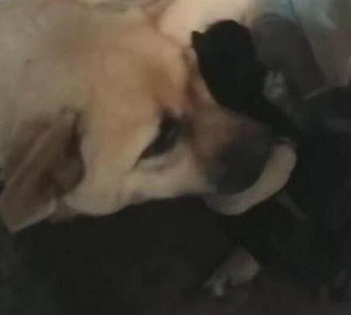 引用：ウェイボー