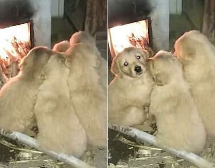 애니멀플래닛