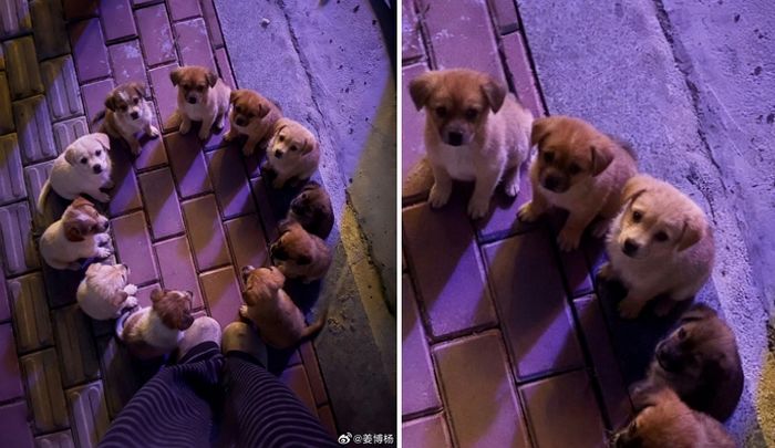 애니멀플래닛