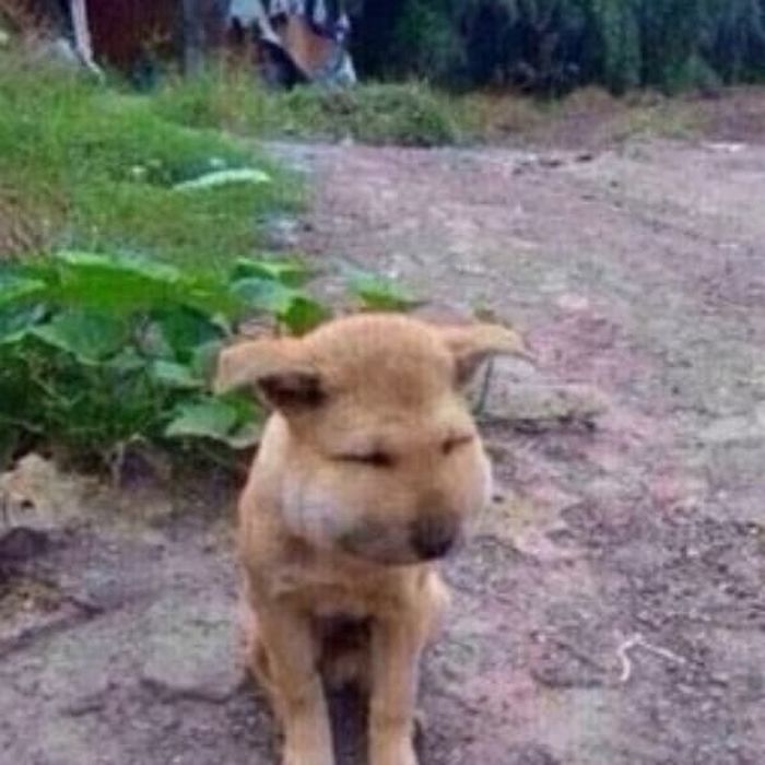 애니멀플래닛