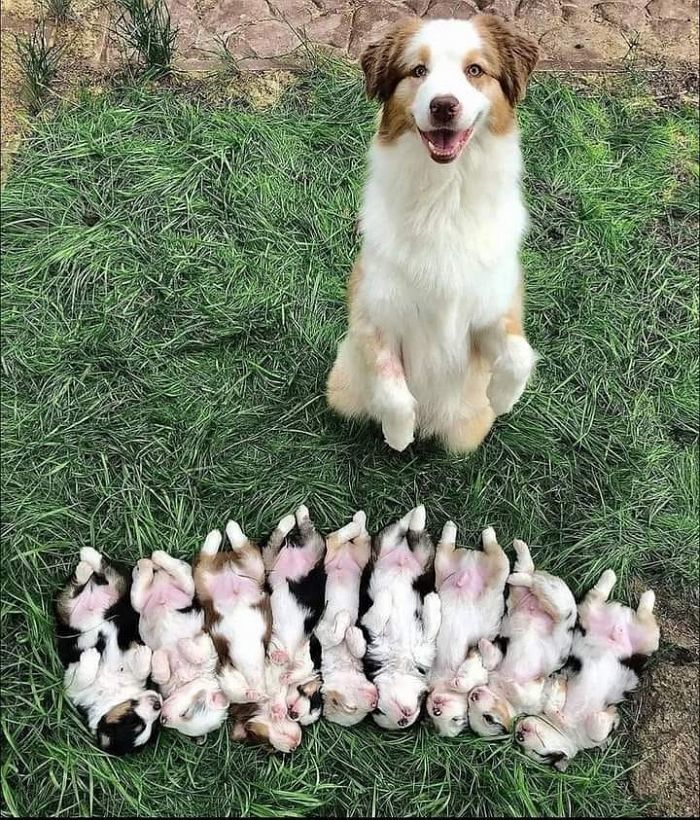  引用：アニマルプラネット