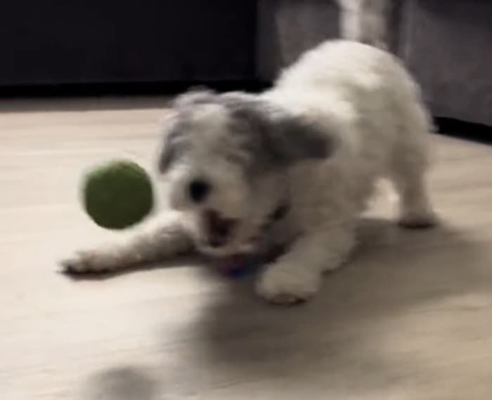 引用:TikTok「@zpoopee」