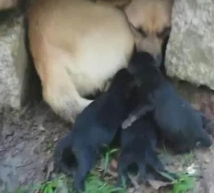 引用：ウェイボー