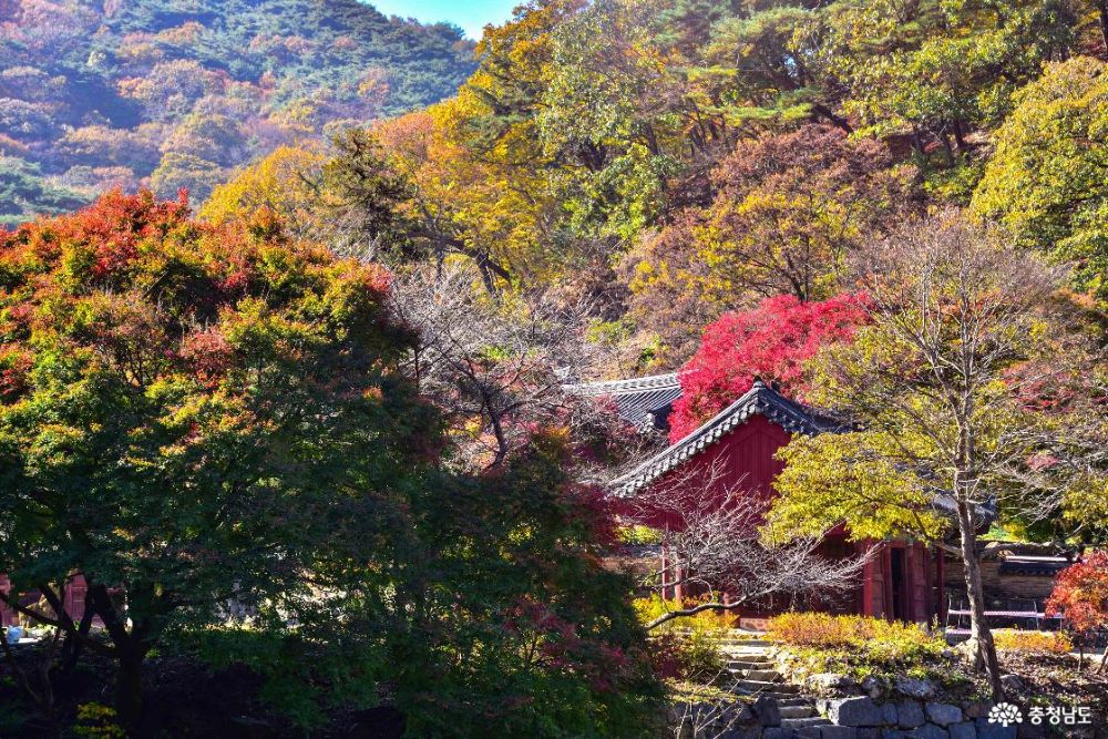 마곡천 단풍 / 사진=충청남도@설산 (ds3keb@naver.com)