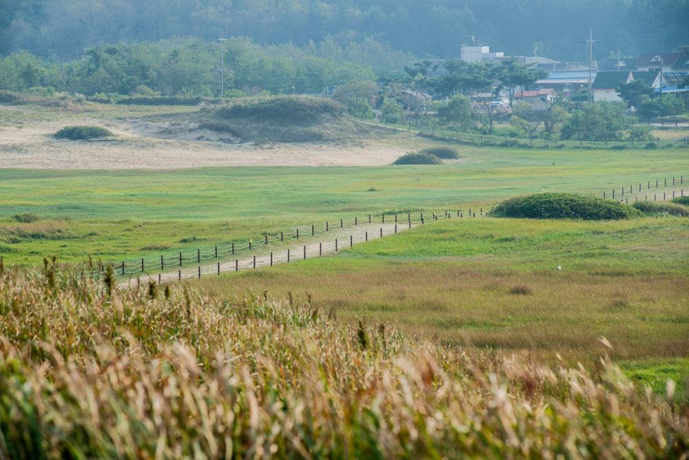 순비기 언덕에서 바라본 태안사구 / 사진=공공누리@충남문화관광재단