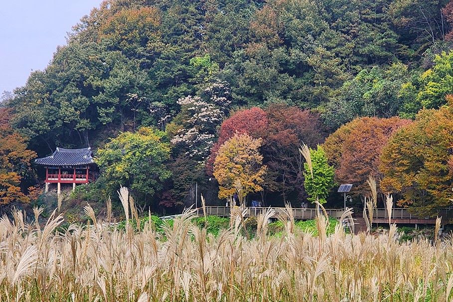 한벽루와 억새 / 사진=비짓전주