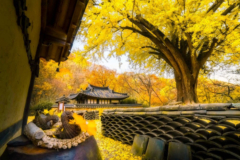 가을의 색 / 사진=한국관광공사 포토코리아@ADITYA PRAKASH