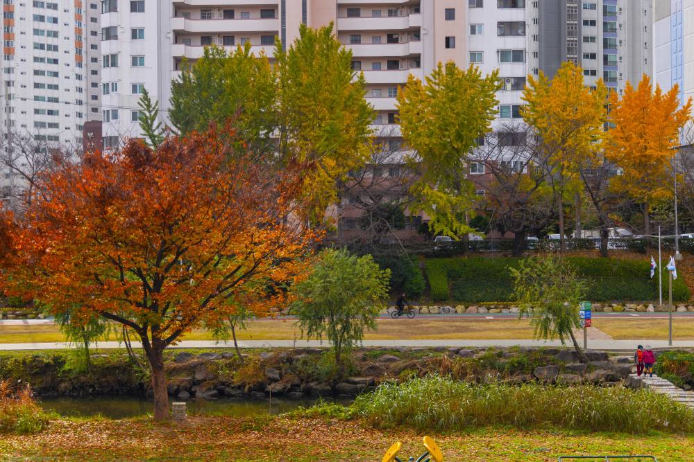 온천천의 가을 / 사진=비짓부산@써머트리