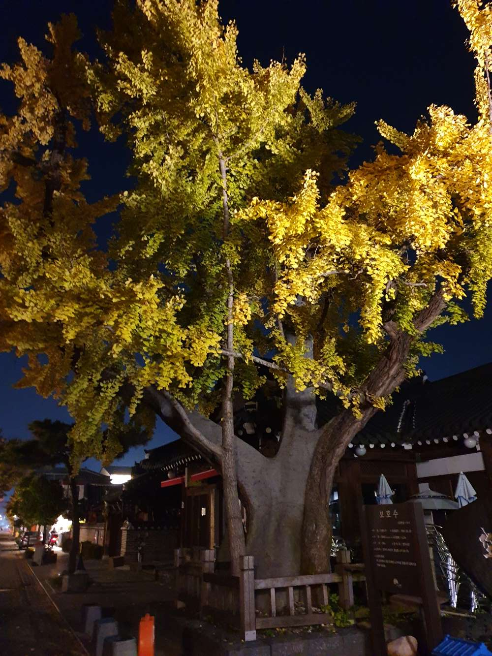 은행나무 / 직접촬영