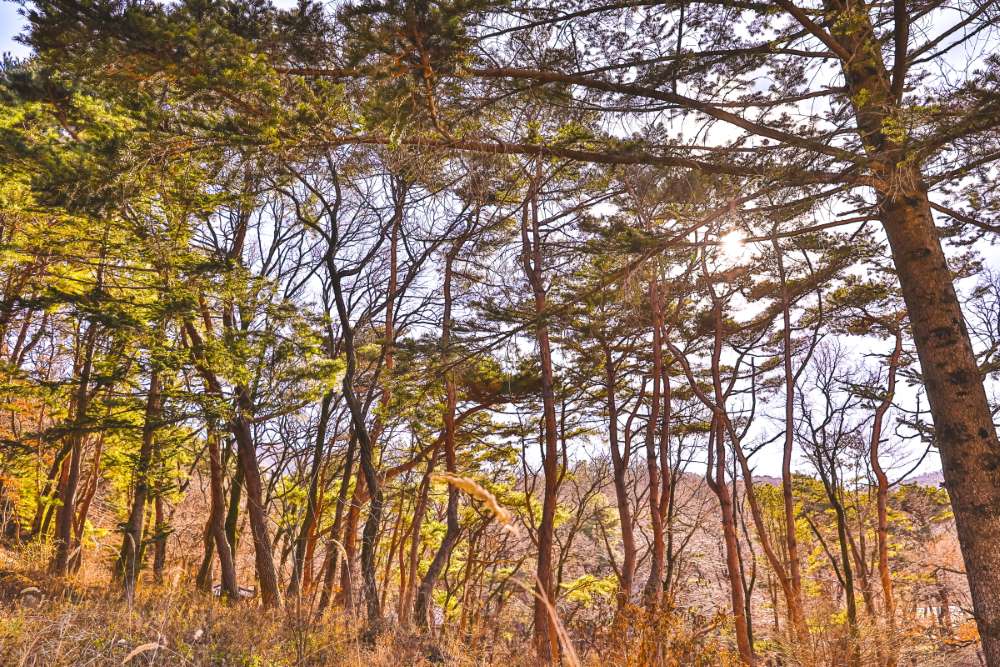 마니산 치유의 숲길 / 사진=인천투어갤러리